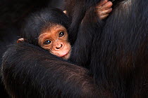Eastern chimpanzee (Pan troglodytes schweinfurtheii) female baby aged 2 months, the baby of adolescent female 'Glitter' held by her grandmother 'Gremlin' aged 40 years. Gombe National Park, Tanzania....