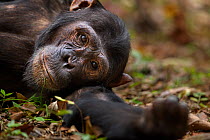 Eastern chimpanzee (Pan troglodytes schweinfurtheii) adolescent male 'Fudge' aged 14 years lying on the ground. Gombe National Park, Tanzania.