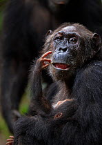 Eastern chimpanzee (Pan troglodytes schweinfurtheii) female 'Gremlin' aged 40 years holding her daughter 'Glitter's' baby daughter aged 2 months. Gombe National Park, Tanzania. Gremlin took the new bo...