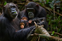 Eastern chimpanzee (Pan troglodytes schweinfurtheii) female 'Gremlin' aged 40 years holding her daughter 'Glitter's' baby daught aged 2 months and her own infant son aged 2 years. With 'Glitter' aged...