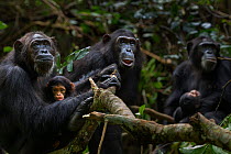 Eastern chimpanzee (Pan troglodytes schweinfurtheii) female 'Gremlin' aged 40 years holding her daughter 'Glitter's' baby daughter aged 2 months and her own infant son aged 2 years. With 'Glitter' age...
