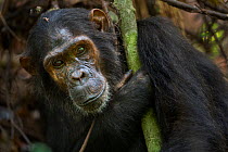 Eastern chimpanzee (Pan troglodytes schweinfurtheii) adolescent female 'Flirt' aged 13 years holding a branch - portrait. Gombe National Park, Tanzania.