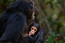 Eastern chimpanzee (Pan troglodytes schweinfurtheii) female 'Gremlin' aged 40 years holding her daughter 'Glitter's' baby daughter aged 2 months. Gombe National Park, Tanzania. Gremlin took the new bo...