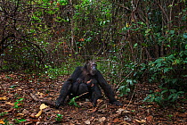 Eastern chimpanzee (Pan troglodytes schweinfurtheii) female 'Gremlin' aged 40 years with male infant 'Gizmo' aged 2 years and the female baby of 'Glitter' aged 2 months suckling. Gombe National Park,...