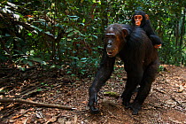 Eastern chimpanzee (Pan troglodytes schweinfurtheii) female 'Gremlin' aged 40 years walking while carrying her daughter 'Glitter's' baby aged 2 months and her own infant son 'Gizmo' aged 2 years. Gomb...