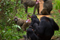 Olive baboon female (Papio cynocephalus anubis) presenting to Eastern chimpanzee (Pan troglodytes schweinfurtheii) juvenile male 'Gimli' aged 7 years watched by his mother 'Gremlin'. Gombe National Pa...