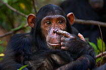 Eastern chimpanzee (Pan troglodytes schweinfurtheii) juvenile male 'Fundi' aged 11 years picking his nose. Gombe National Park, Tanzania.