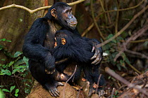 Eastern chimpanzee (Pan troglodytes schweinfurtheii) adolescent male 'Fudge' aged 14 years greeting infant male 'Gizmo' aged 2 years. Gombe National Park, Tanzania.