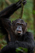 Eastern chimpanzee (Pan troglodytes schweinfurtheii) 'Alpha' male 'Ferdinand' aged 19 years portrait. Gombe National Park, Tanzania.