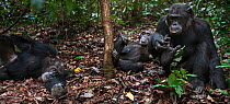 Eastern chimpanzee (Pan troglodytes schweinfurtheii) 'Alpha' male 'Ferdinand' aged 19 years resting with males 'Apollo' aged 32 years and 'Pax' aged 33 years - wide angle perspective. Gombe National P...