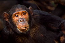 Eastern chimpanzee (Pan troglodytes schweinfurtheii) adolescent female 'Rumumba' aged 14  years resting - portrait. Gombe National Park, Tanzania.