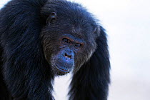 Eastern chimpanzee (Pan troglodytes schweinfurtheii) alpha male 'Ferdinand' aged 19 years, portrait. Gombe National Park, Tanzania.