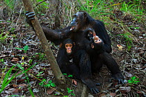 Eastern chimpanzee (Pan troglodytes schweinfurtheii) female 'Gremlin' aged 40 years holding her daughter 'Glitter's' baby aged 3 months while her infant son 'Gizmo' aged 2 years sits alongside. Gombe...