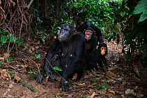 Eastern chimpanzee (Pan troglodytes schweinfurtheii) female 'Fanni' aged 30 years sitting on a track with her family: juvenile male 'Fundi' aged 11 years, juvenile female 'Familia' aged 7 years and in...