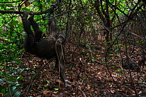 Eastern chimpanzee (Pan troglodytes schweinfurtheii) adolescent female 'Glitter' aged 13 years playing with vines. Gombe National Park, Tanzania.