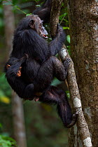 Eastern chimpanzee (Pan troglodytes schweinfurtheii) female 'Gremlin' aged 40 years climbing a branch with her daughter 'Glitter's' baby age 2 months and her own infant son 'Gizmo' aged 2 years. Gombe...