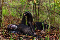 Eastern chimpanzee (Pan troglodytes schweinfurtheii) male 'Wilkie' aged 38 years resting amongst grass. Gombe National Park, Tanzania.