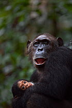 Eastern chimpanzee (Pan troglodytes schweinfurtheii) female 'Gremlin' aged 40 years holding her daughter 'Glitter's' baby aged 2 months. Gombe National Park, Tanzania. Gremlin took the new born baby f...