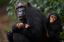 Eastern chimpanzee (Pan troglodytes schweinfurtheii) female 'Gremlin' aged 40 years holding her daughter 'Glitter's' baby aged 2 months and her infant son aged 2 years. Gombe National Park, Tanzania....