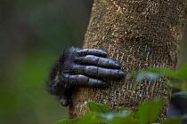 Eastern chimpanzee (Pan troglodytes schweinfurtheii) females hand holding tree. Gombe National Park, Tanzania.