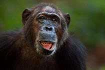 Eastern chimpanzee (Pan troglodytes schweinfurtheii) female 'Gremlin' aged 40 years head and shoulders portrait. Gombe National Park, Tanzania.