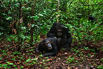 Eastern chimpanzee (Pan troglodytes schweinfurtheii) male 'Sheldon' aged 28 years mating with adolescent female 'Glitter' aged 13 years. Gombe National Park, Tanzania.