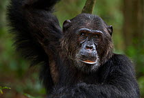 Eastern chimpanzee (Pan troglodytes schweinfurtheii) alpha male 'Ferdinand' aged 19 years portrait. Gombe National Park, Tanzania.