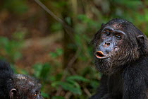 Eastern chimpanzee (Pan troglodytes schweinfurtheii) alpha male 'Ferdinand' aged 19 years calling. Gombe National Park, Tanzania.