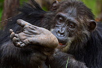 Eastern chimpanzee (Pan troglodytes schweinfurtheii) male 'Frodo' aged 35 years self-grooming. Gombe National Park, Tanzania.