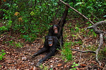 Eastern chimpanzee (Pan troglodytes schweinfurtheii) adolescent female 'Glitter' aged 13 years mating with juvenile male 'Tarzan' aged 11 years. Gombe National Park, Tanzania.