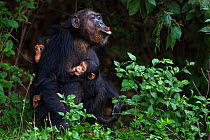 Eastern chimpanzee (Pan troglodytes schweinfurtheii) female 'Gremlin' aged 40 years callng, while holding her daughter 'Glitter's' baby aged 3 months and her own infant son 'Gizmo' aged 2 years. Gombe...