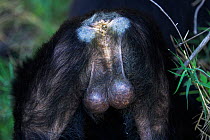 Eastern chimpanzee (Pan troglodytes schweinfurtheii) male 'Faustino' aged 22 years, rear view showing testicles. Gombe National Park, Tanzania.