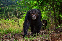 Eastern chimpanzee (Pan troglodytes schweinfurtheii) male 'Faustino' aged 22 years walking along a track preparing to display. Gombe National Park, Tanzania.