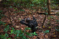 Eastern chimpanzee (Pan troglodytes schweinfurtheii) alpha male Ferdinand aged 19 years resting on the forest floor. Gombe National Park, Tanzania.