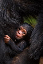 Eastern chimpanzee (Pan troglodytes schweinfurtheii) young baby of adolescent female 'Golden' suckling. Gombe National Park, Tanzania.