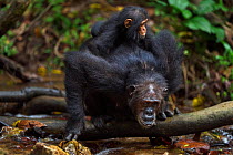 Eastern chimpanzee (Pan troglodytes schweinfurtheii) female 'Gremlin' aged 40 years drinking from a stream while carrying her daughter 'Glitter's' first born daughter aged 2 months and her own infant...