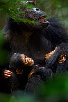 Eastern chimpanzee (Pan troglodytes schweinfurtheii) male infant 'Gizmo' aged 2 years suckling from his mother 'Gremlin' next to the female baby of 'Glitter' aged 2 months. Gombe National Park, Tanzan...