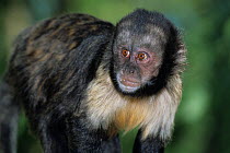Buff headed capuchin (Sapajus xanthosternos)  captive, endemic to Bahia State, Brazil.