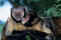 Buff headed capuchin (Sapajus xanthosternos) two interacting, captive, endemic to Bahia State, Brazil.