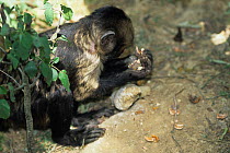 Buff headed capuchin (Sapajus xanthosternos) using stone to break nuts, captive, endemic to Bahia State, Brazil.