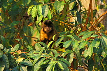 Robust Tufted Capuchin (Sapajus robustus) captive, endemic to Brazil.