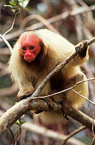 Bald headed uakari monkey (Cacajao calvus calvus) Brazil.