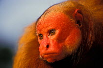 Bald head uakari monkey (Cacajao calvus rubicundus) captive, occurs in Amazonian Peru, and Brazil.