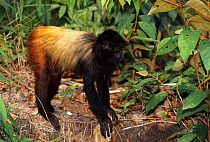 Golden-backed uakari (Cacajao melanocephalus) Amazon Rainforest, Brazil.