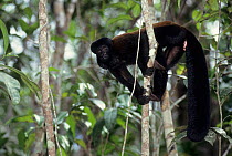 Black bearded saki (Chiropotes satanas) captive, endemic to Brazil. Critically endangered species.