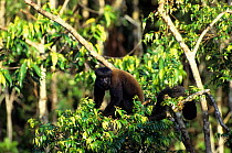 Black bearded saki (Chiropotes satanas) captive, endemic to Brazil. Critically endangered species.