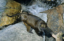 Allen's swamp monkey (Allenopithecus nigroviridis) on rocks above river, captive, occurs in the Congo Basin.