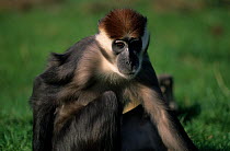 Red-capped mangabey (Cercocebus torquatus) resting on ground, captive, occurs in coastal forests in central west Africa.