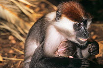Red-capped mangabey (Cercocebus torquatus) with baby, captive, occurs in coastal forests in central west Africa.