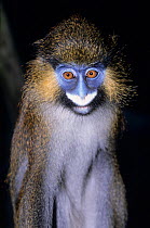 Moustached monkey (Cercopithecus cephus) captive, occurs in Central Africa.